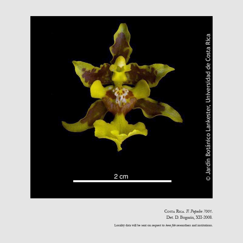 Oncidium stenobulbon